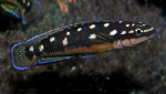 J. sp. kasia