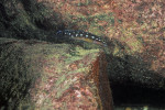 J. sp. kasia