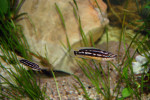 J. sp. korosha