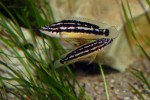 J. sp. korosha