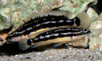 J. sp. korosha