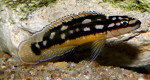 J. sp. korosha