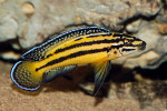 Julidochromis marksmithi