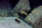 J. marksmithi