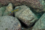 J. marksmithi