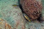 J. marksmithi