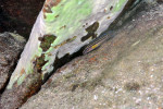 J. marksmithi