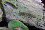 J. marksmithi