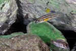 J. marksmithi