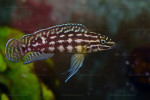 Julidochromis marlieri