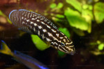Julidochromis marlieri