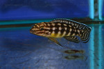 Julidochromis marlieri