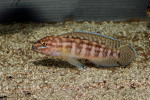 Julidochromis marlieri
