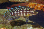 Julidochromis marlieri