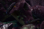 Julidochromis marlieri