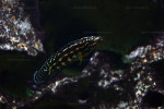 Julidochromis marlieri