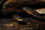 J. ornatus