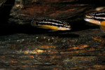 J. ornatus
