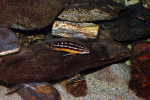 J. ornatus
