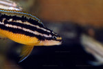 J. ornatus