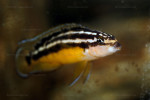 J. ornatus portrait en aquarium.