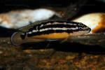 Julidochromis ornatus