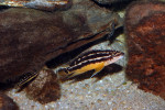 J. ornatus