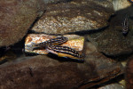J. ornatus