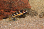 J. ornatus