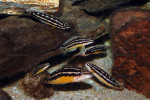J. ornatus