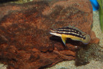 J. ornatus