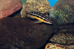 J. ornatus