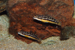 J. ornatus