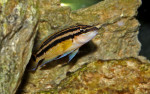 J. ornatus