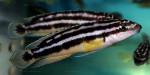 J. ornatus