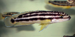 J. ornatus