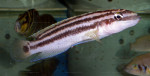 J. ornatus