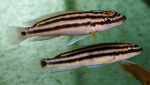 J. ornatus