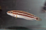 J. ornatus