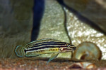 J. regani