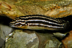 J. regani