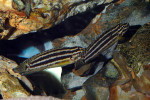 J. regani