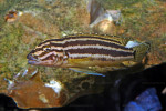 J. regani