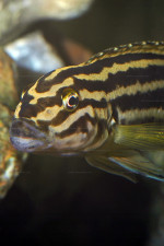 J. regani