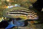 J. regani