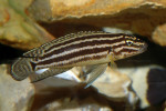 J. regani