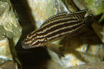 J. regani