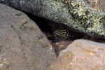 J. cf. regani