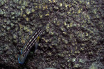 J. cf. regani