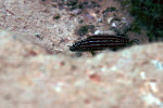 J. cf. regani